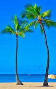 Image result for Beach Photos with Palm Trees