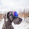 Image result for Dog Cool Goggle