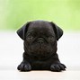 Image result for Pug Puppies Wallpaper Desktop