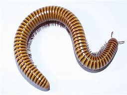 Image result for "millipedes"