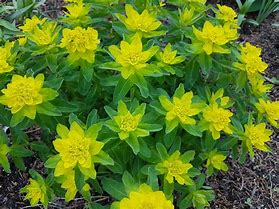 Image result for Euphorbia polychroma