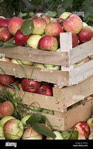 Image result for Gala Apple Wooden Box