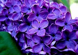 Image result for Lavender Flower