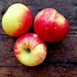 Image result for Honeycrisp Apple Fruit Tree