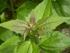 Image result for Odorata Leaf