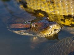 Image result for Anaconda in Water