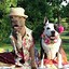Image result for Pitbull Dog Costumes