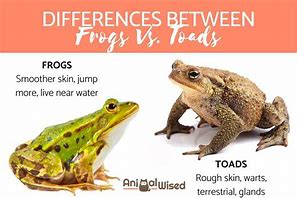 Image result for Frog and Toad Nightmare