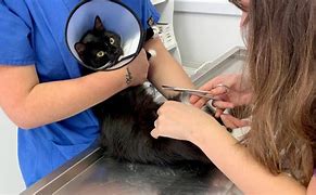 Image result for Cat Spay Surgery