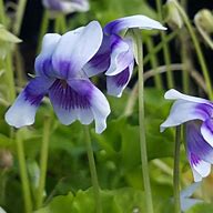 Image result for Viola hederaceae