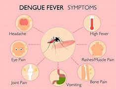 Image result for Symptoms of Dengue