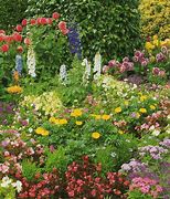 Image result for butterflies gardens