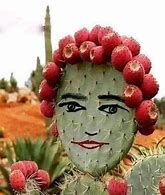 Image result for Prickly Pear Cactus