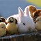Image result for Happy Baby Animals