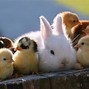Image result for Cute Pics for Backgrounds