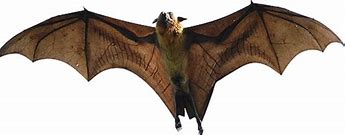 Image result for Bats PSD
