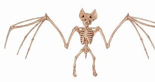 Image result for Meadow Bat Skeleton