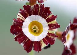 Image result for Primula auricula Mazetta Stripe