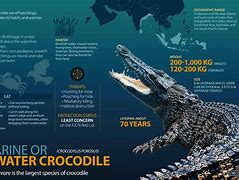 Image result for Alligator and Crocodile Facts