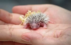 Image result for Salt and Pepper Hedgehog