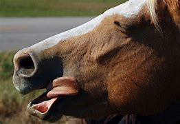 Image result for Horse Tingue