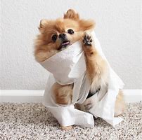 Image result for Pomeranian Dog Clothes