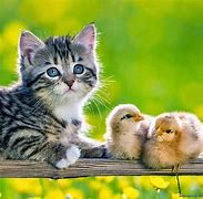 Image result for Funny Baby Cats