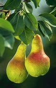 Image result for Pear-Shaped Fruit