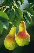 Image result for Pear Fruit