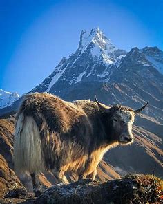 Yak and the Mountain are the Synonyms terms if you viist himalayan country Nepal. : r/Nepal