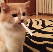 Image result for Cat Smoking Meme