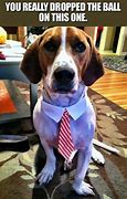 Image result for Funny Office Animals