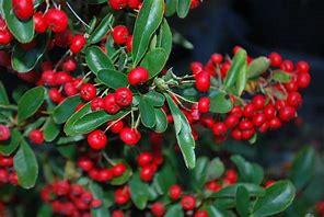 Image result for Pyracantha Red Column