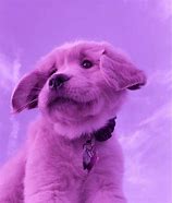 Image result for Dog with a Camera Funny