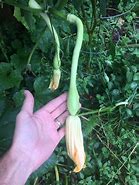 Image result for Yellow Crookneck Squash
