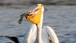 Image result for Pet Pelican