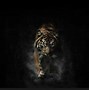 Image result for Dark Tiger Wallpaper