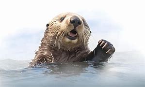 Image result for Sea Otter On Back