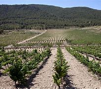 Image result for Sierra Salinas Mo