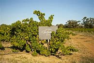 Image result for Yalumba Grenache Tricentenary Vines Nursery Block