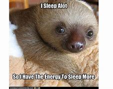 Image result for Week Sloth Meme