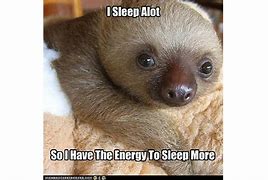 Image result for First Sloth Meme