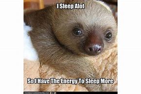 Image result for Cute Sloth Meme