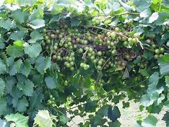 Image result for Triumph Muscadine