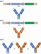 Image result for Bispecific Antibody