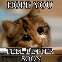 Image result for Feel Better Cat Meme Funny