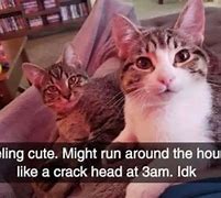 Image result for Fomo Cat Meme