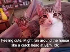 Image result for October Cat Memes