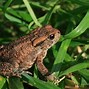 Image result for Common Toad Animal