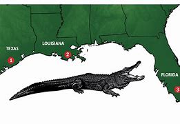Image result for Alligator Map